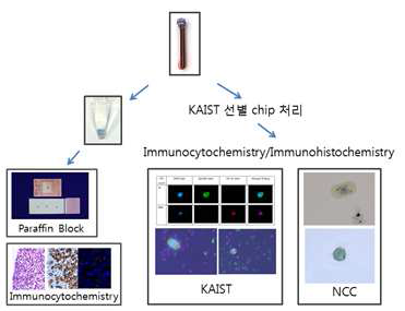 Cell block을 이용한 CTC 다중분석 연구의 NCC-KAIST-SMC 연구 협력 체계