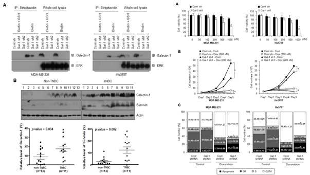 새로운 CCSC 표지인자인 galectin-1 단백질이 항암제 내성에 미치는 영향 연구