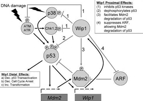 In Vivo 동물모델 기반 Wip1 효소에 의한 암 조직 성장기전 연구[20]