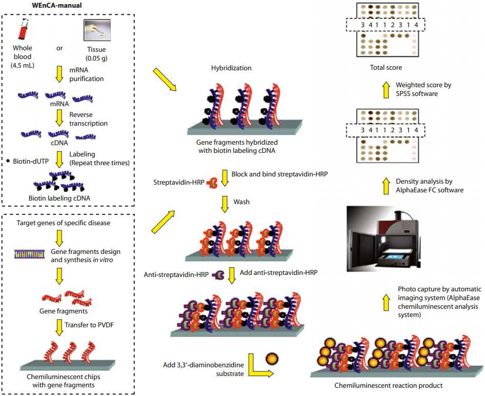 WEnCA(Weighted enzymatic chip array)의 manual operation 플랫폼.