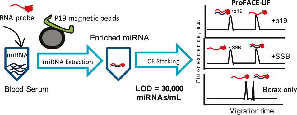 Single-stranded DNA binding protein (SSB), double-stranded RNA binding protein (p19)과 capillary electrophoresis (CE) 기법을 통한 miRNA 분석 방법.