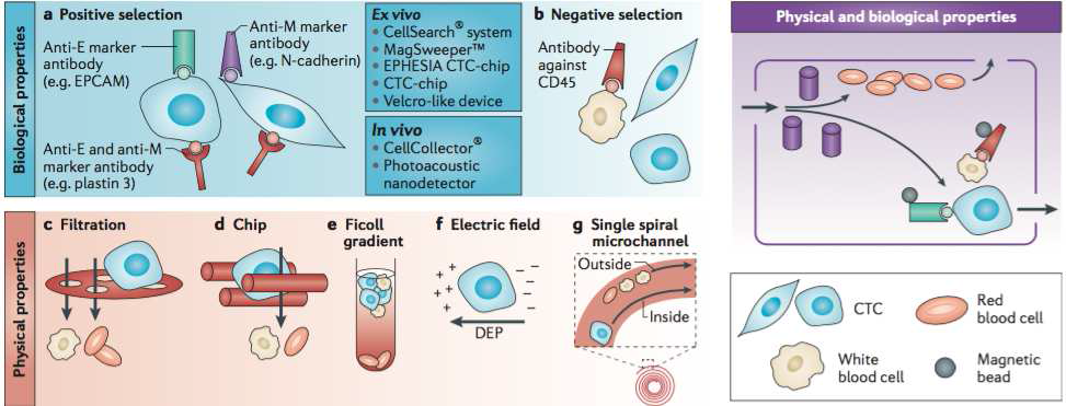 CTC의 생물학적 또는 물리학적 특성을 이용한 농축(enrichment)방법