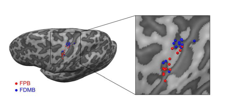 Cortical representation of the finger muscles in the hand area of the M1