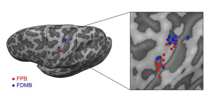 Cortical representation of the finger muscles in the hand area of the M1. Finger muscle representations for all subjects in the contralateral M1 hand area are mapped on the representative normalised brain.