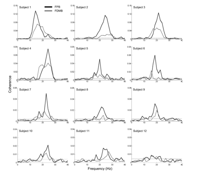 Primary motor cortex (M1)􍾢 .EMG coherence spectra. All study subjects, except one, showed statistically significant coherence during steady-state isometric contractions in the FPB (black line) or FDMB (grey line) muscles. The horizontal dotted lines indicate the 95% significant level