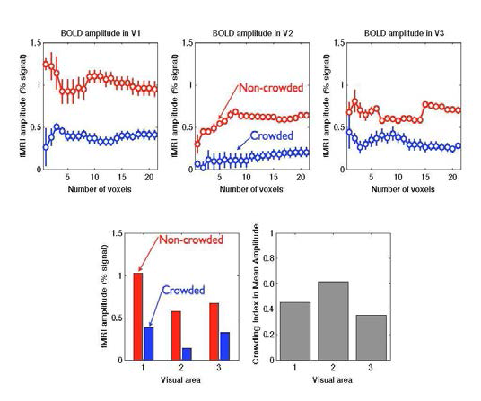 과밀효과 fMRI 예비실험 amplitude 결과