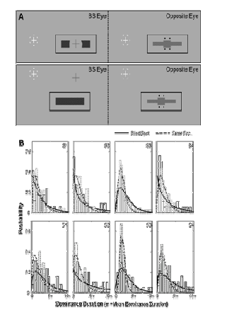 A. 맹점에서의 양안 경합 조건. B. 지각적 우세 기간 누적 분포도
