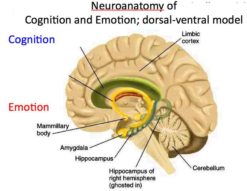인지와 정서의 상호조절 뇌 네트워크 관련 영역