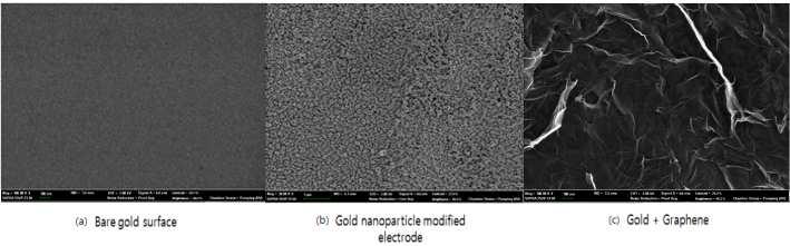 개질하지 않은 금 전극(a)과 3차원 나노패턴을 제작한 금전극(b) 그리고 그래핀을 증착하여 개질한 금전극(c) 표면에 대한 SEM 이미지