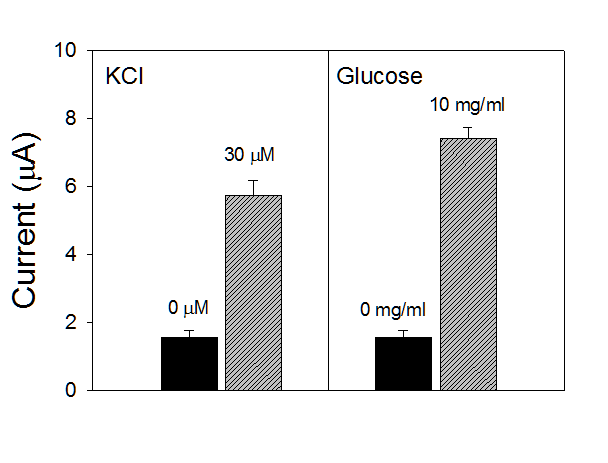 신경세포에 염화칼륨 및 포도당 첨가시 전류신호 변화