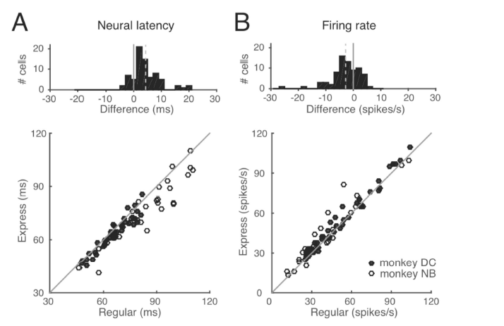 Express와 regular saccades 간의 neural latency (A)와 firing rate (B)의 비교. 두 마리 원숭이의 자료.