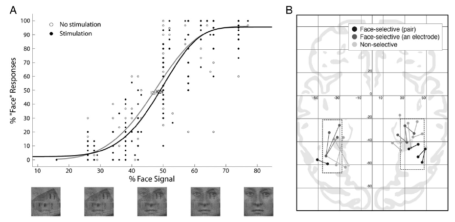 (a) 얼굴 영역에 대한 전기 자극 효과 (b) 얼굴 영역 전기 자극을 위해 삽입된 전극들. 얼굴 선택적 반응에 의해 분류되어서 제시됨.