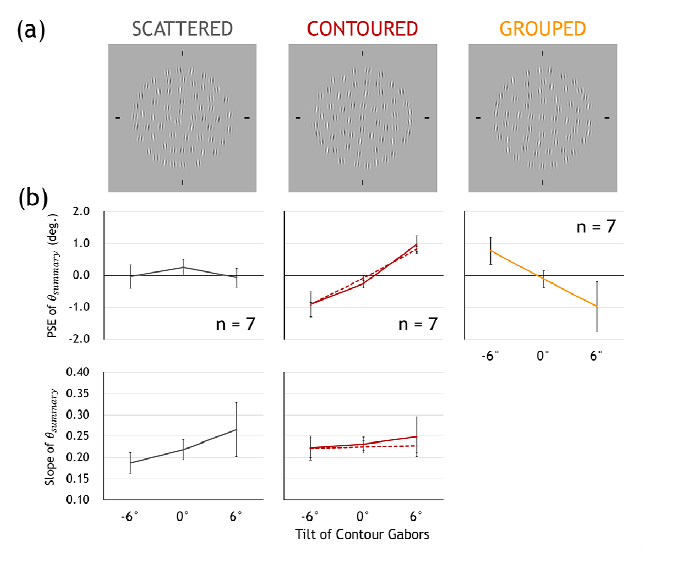 (a) 과밀하게 제시된 자극. SCATTERED는 시각적 맥락없이 제시 된 경우, CONTOURED는 윤곽선이 시각적 맥락으로 제시된 경우, GROUPED는 집단화했지만 시각적 맥락을 형성하지 않는 경우의 예. (b) 실험 결과. 시각적 맥락에 따른 평균 방향 판단의 주관적 동등점과 기울기.
