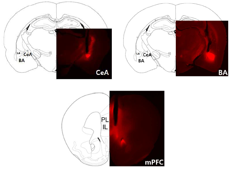 형광현미경 관찰 결과, CeA, BA, mPFC 영역에 ChR2 유전자가 발현하였음.