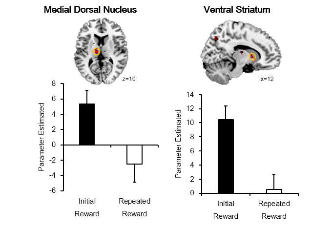 정보가가 있는 초기 보상 피드백에 더 높은 활성화를 보이 는 두뇌 영역의 예(Initial > Repeated). 예측 하지 못하였던 초기 보상 은 ventral striatum과 같은 보상 처리 영역은 물론, 기억의 부호화와 saliency 처리에 관여하는 것으로 알려진 medial dorsal thalamus가 관 여함을 시사함.