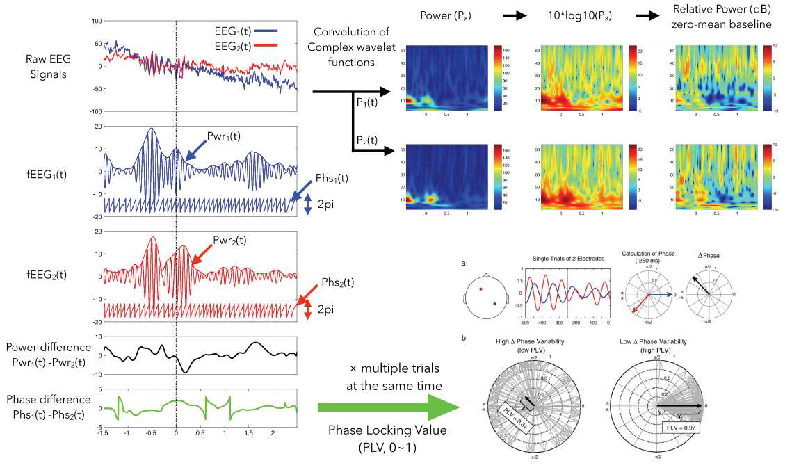 Complex wavelet transform과 phase synchrony 기법의 예시