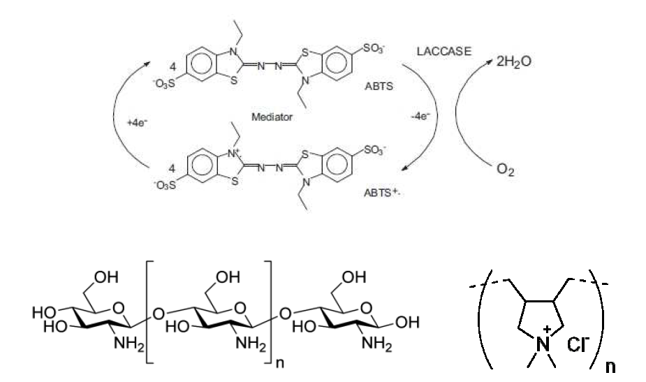 Laccase의 전자전달 매개체인 ABTS와 고정화에 사용된 고분자 키토산 및 PDDA