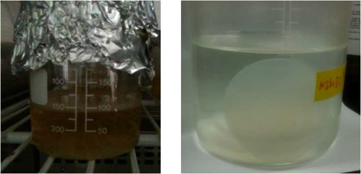 배양중인 bacterial cellulose(좌)와 정제 후의 bacterial cellulose(우)