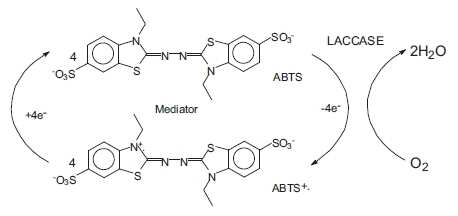 Laccase와 ABTS의 산화환원반응