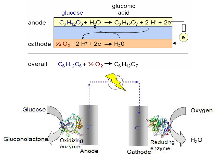 효소 생체연료전지의 개념도
