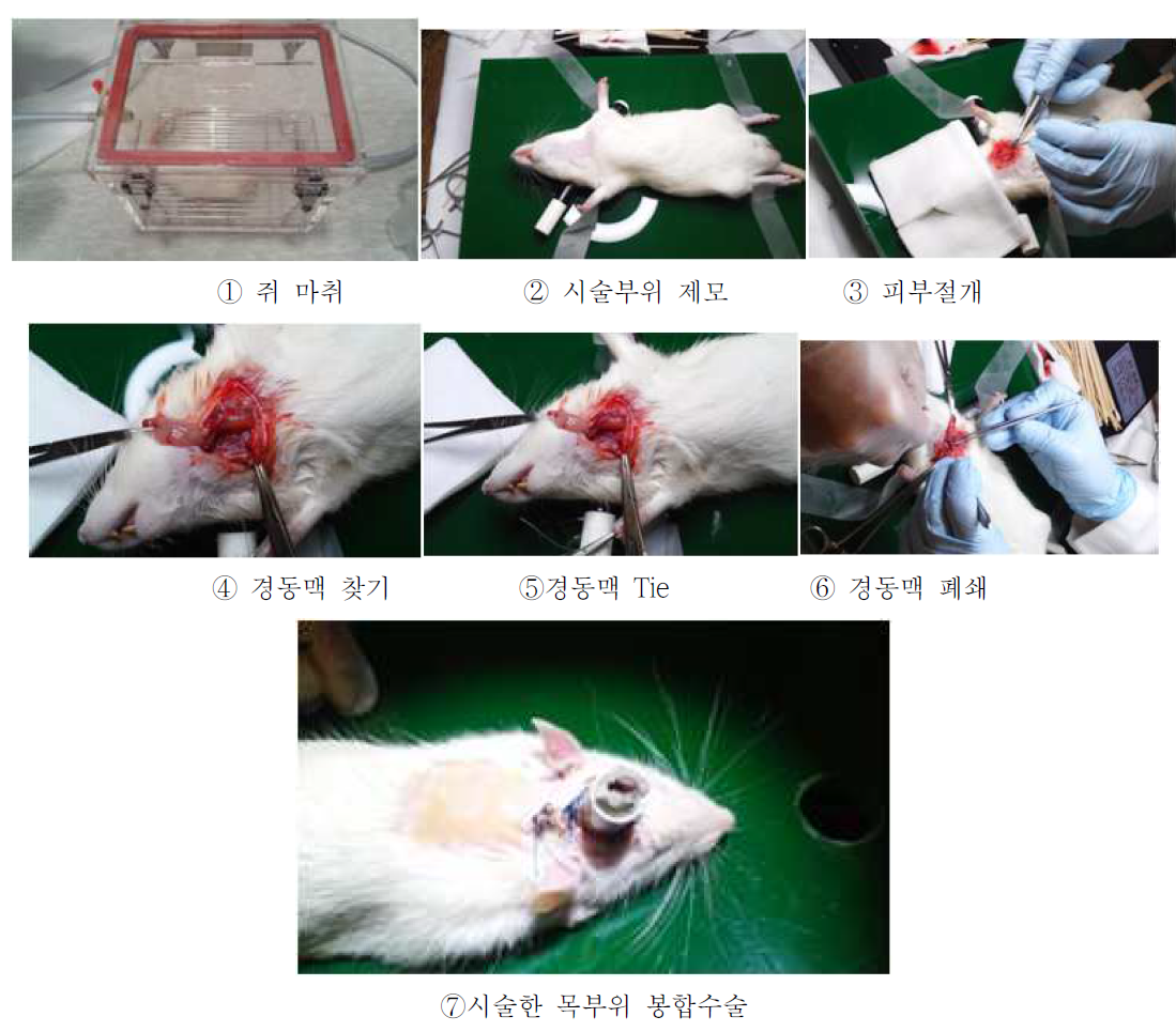 Ischemia 모델 시술 과정