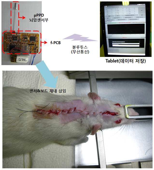 pPPD 및 무선통신을 이용한 동물실험 개략도