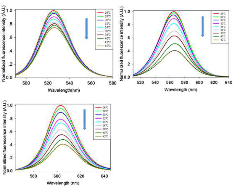 점차적으로 증가하는 용액상 온도에서 양자점 클러스터의 Emission spectrum