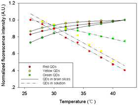 뇌조각과 솔루션의 Emission peak에서 광섬유에 고정된 양자점의 정규화 된 형광 강도의 온도 의존성