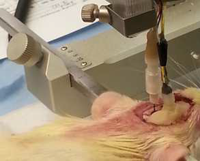 실험쥐의 뇌에 양자점-광섬유 삽입