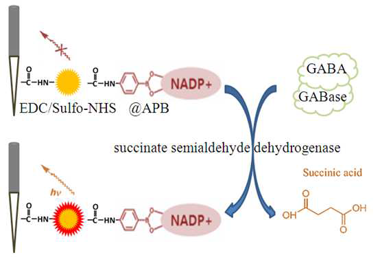GABA에 의한 NADP+-functionalized QD의 형광 quenching 및 회복