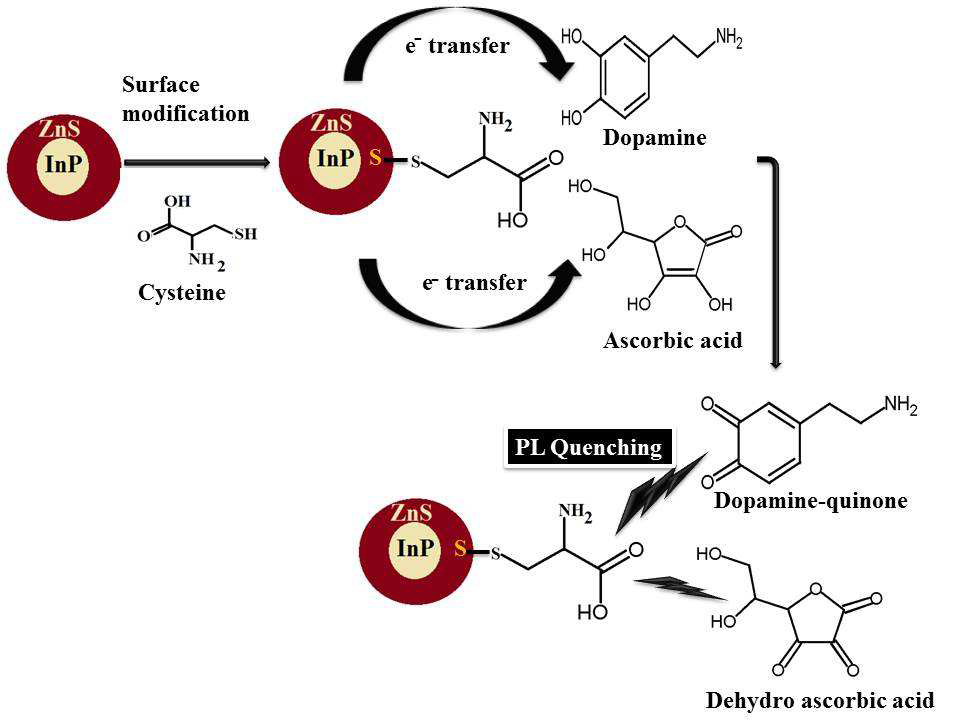 Cysteine-capping된 InP/.ZnS 양자점의 도파민과 AA간의 전자전달에 의한 형광소멸