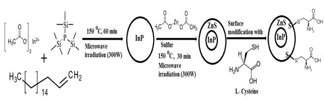 InP/ZnS 양자점의 합성과정과 L-Cysteine으로 표면처리