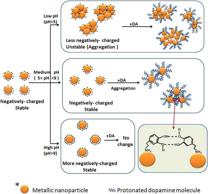 The behavior of Au NPs with or without DA molecules in different pH range