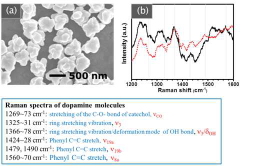 (a) SEM images of Au nanostructures electrodeposited on ITO glass using double potential steps (E1=0.7 V for 2 sec, E2=􍾢 0.4 V for 600 s, (b) Raman spectra of dopamines (10-4M) on Au nanostructures.