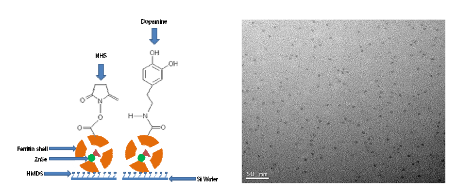 Schematic of reacted dopamine and ZnSe-ferritin nanodots on modified silicon surface (left) and TEM image of ZnSe-ferritin nanodots prepared with apoferritin (right)