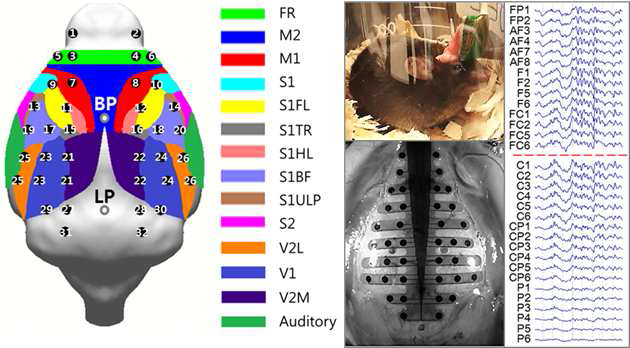 hd-EEG 전극의 뇌영역별 매핑 및 활동 중인 마우스에서 측정된 신호