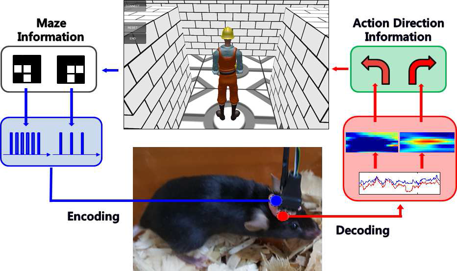 마우스의 Brain과 Virtual maze 상의 avatar와의 seamless한 연결을 구현한 모습