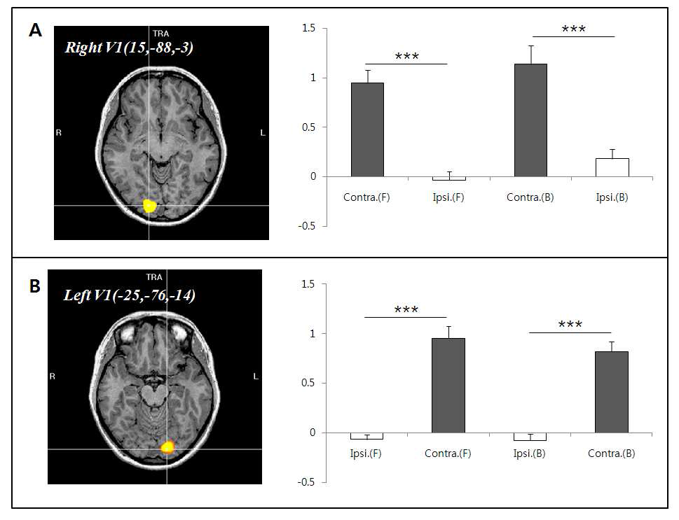좌/우 V1에서의 BOLD 신호 값.