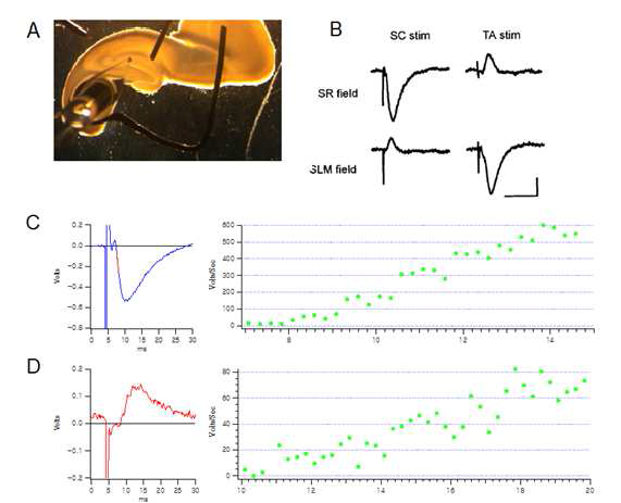 해마체 뇌절편을 이용한 temporoammonic pathway에서의 신호전달 기록
