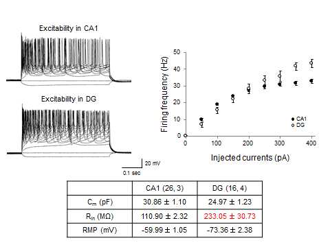 3주령 SD rat의 해마체 절편에서 CA1과 DG 영역에서의 excitability 분석