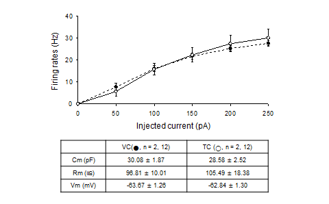 측두연합피질 신경세포 (TC)와 1차 시각피질 신경세포 (VC)의 excitabitlity의 비교