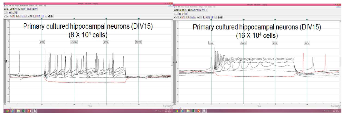 1차 배양 해마신경세포의 densitiy에 따른 excitability
