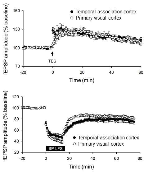 3주령 측두연합피질과 1차 시각피질의 LTP와 LTD