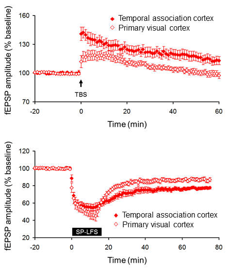11-12주령 측두연합피질과 1차 시각피질의 LTP와 LTD