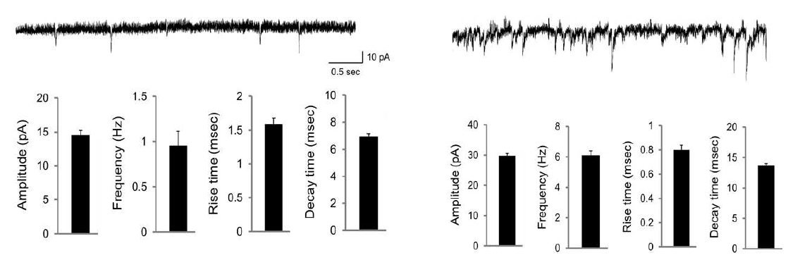 해마체 절편의 CA1에서 mEPSC (left)와 mIPSC (right)