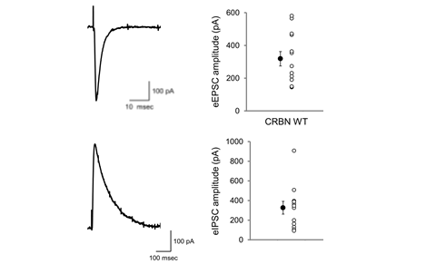 Basal synaptic transmission of eEPSC & eIPSC in hippocampal SC-CA1