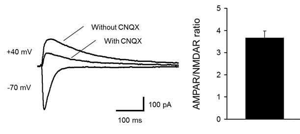 Whole-cell patch clamp recording을 이용한 해마체 절편에서의 AMPA/NMDA ratio 측정