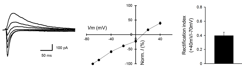 Whole-cell patch clamp recording을 이용한 해마 절편에서 AMPA 수용체의 current-voltage relationship 측정 및 rectification index 확인