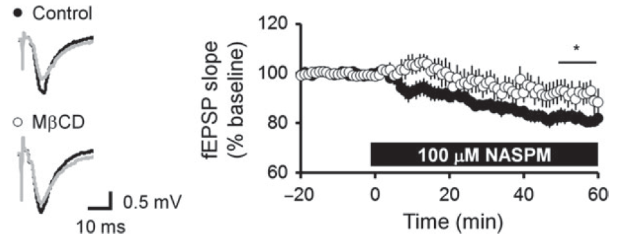 methyl-beta-cyclodextrin (M?CD)에 의한 해마 시냅스의 NASPM의 효과 정도 변화 변화