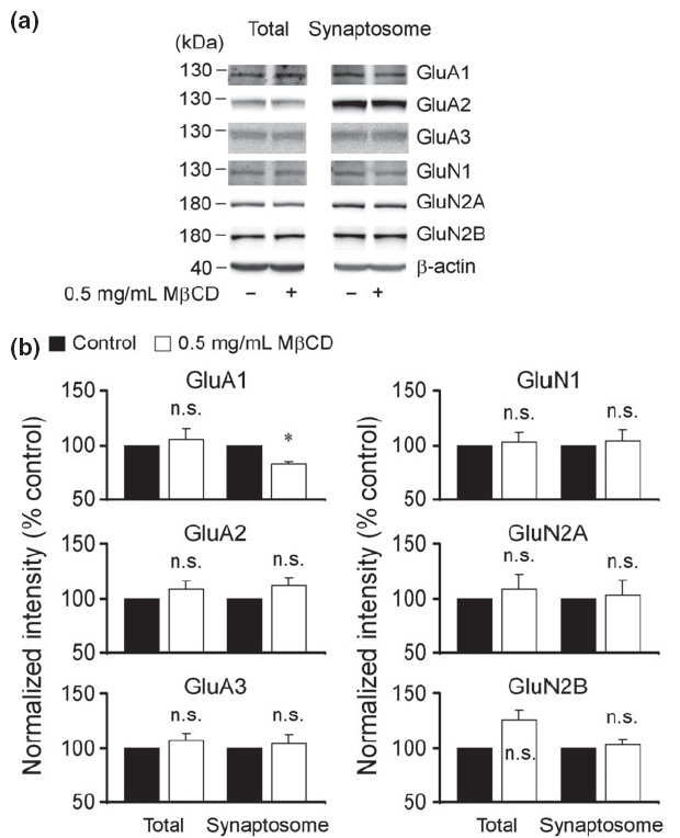 Methyl-beta-cyclodextrin (M?CD)에 의한 해마체 절편의 AMPA 수용체 (GluA1, GluA2, GluA3)와 NMDA 수용체 (GluN1, GluN2, GluN3)의 구성 비율 변화